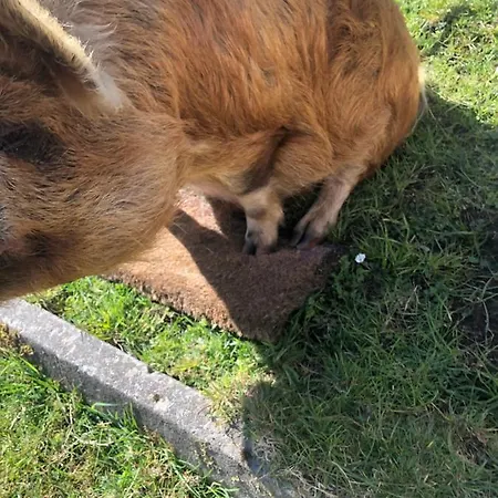 House With Sea Views Close To With Wifi And Large Kitchen And Dining *