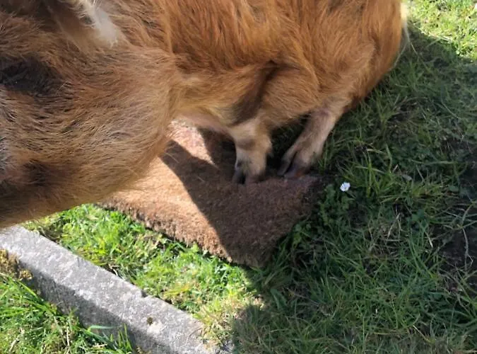 House With Sea Views Close To With Wifi And Large Kitchen And Dining *