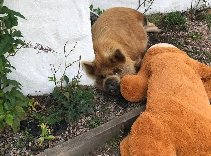House With Sea Views Close To With Wifi And Large Kitchen And Dining Ardnagreevagh